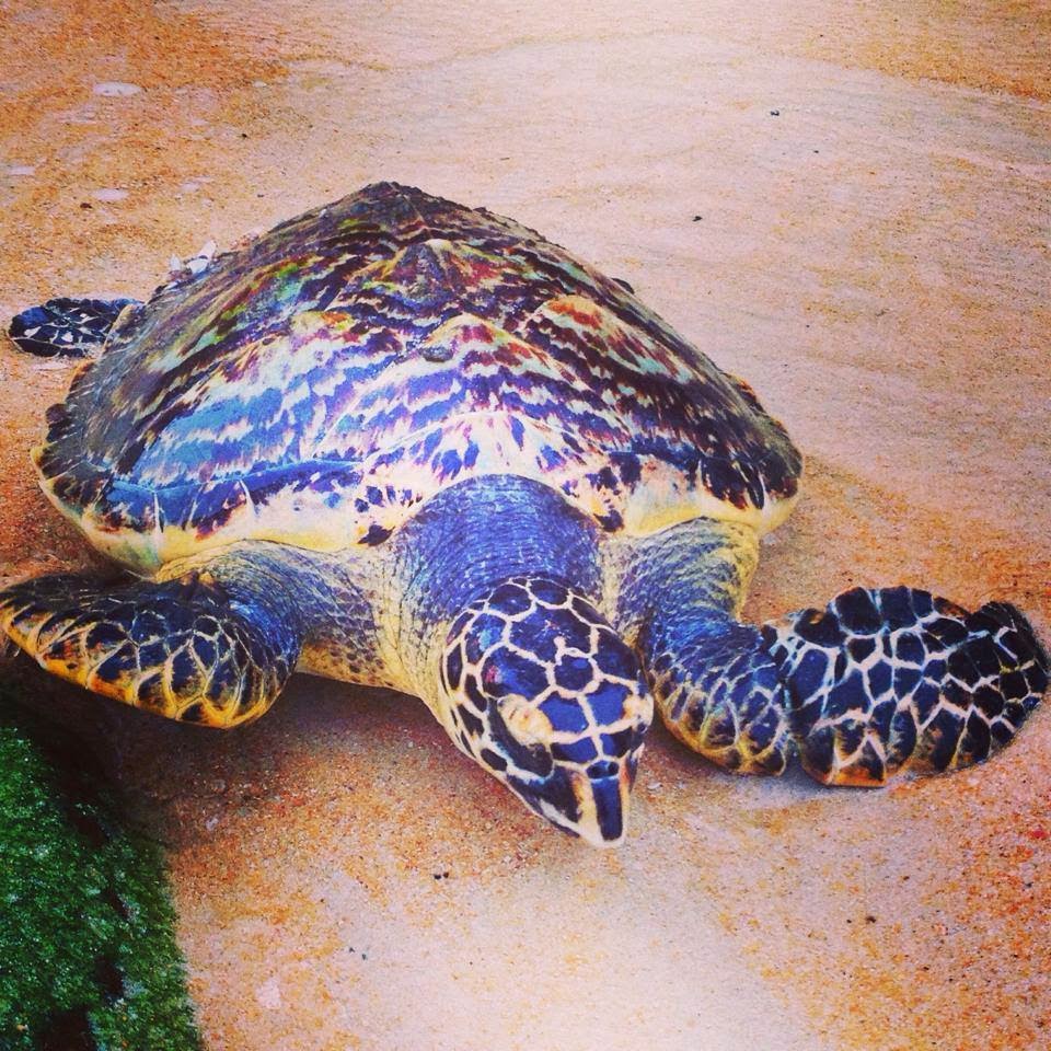 Turtle rescued at the Sunset Beach